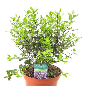 Pittosporum tenuifolium 'Tom Thumb'