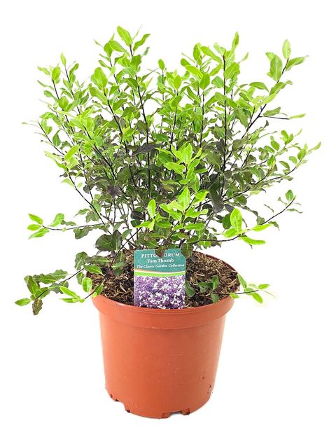 Pittosporum tenuifolium 'Tom Thumb'