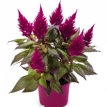 Celosia argentea KELOS FIRE PURPLE