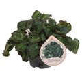 Begonia sizemoreae