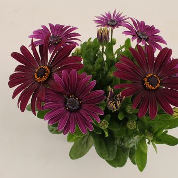 Osteospermum MARGARITA PURPLE