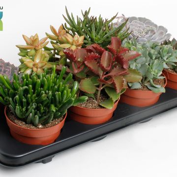 Succulents MIX