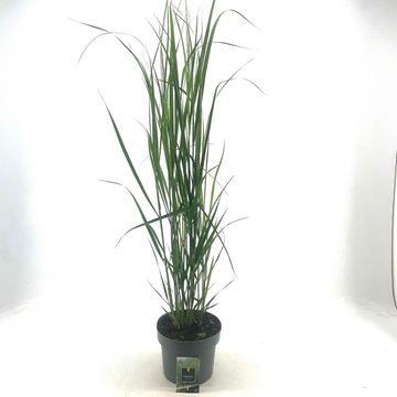 Panicum virgatum 'Northwind'