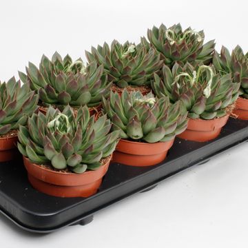 Echeveria agavoides 'Lipstick'