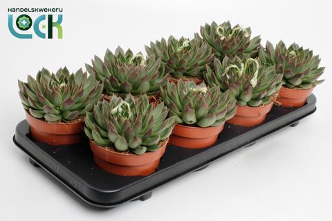 Echeveria agavoides 'Lipstick'