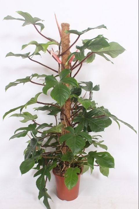 Philodendron squamiferum
