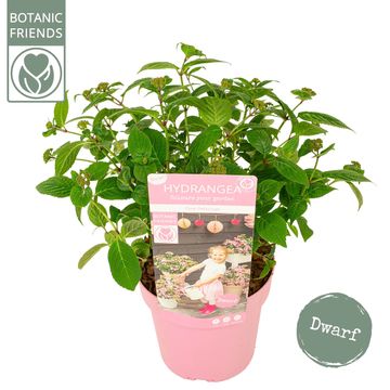 Hydrangea serrata 'Pink Petticoat'