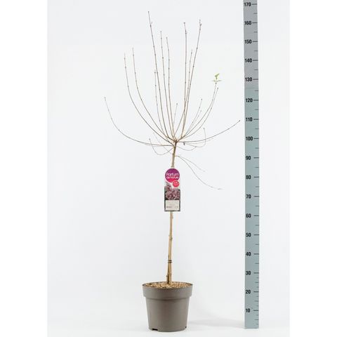 Syringa microphylla 'Superba'