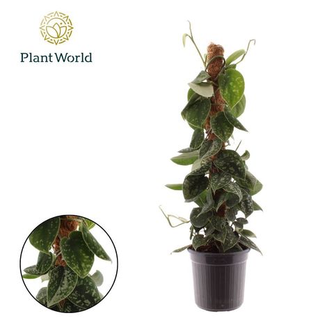 Scindapsus pictus 'Argyraeus'