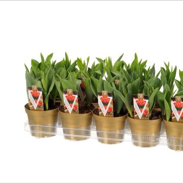 Tulipa 'Monte Orange'