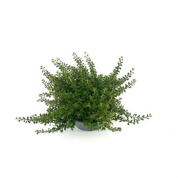 Cotoneaster congestus