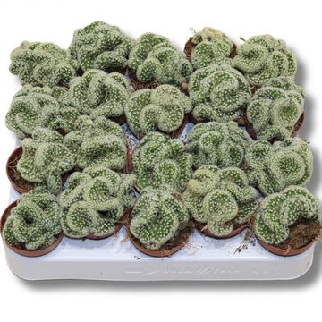 Mammillaria elongata cristata
