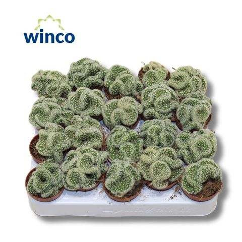 Mammillaria elongata cristata