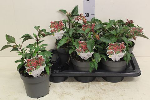 Salvia 'Wendys Wish'