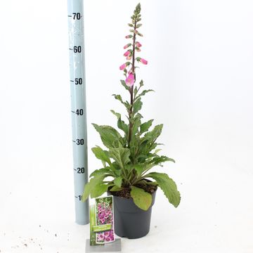 Digitalis purpurea 'William Early Rose'