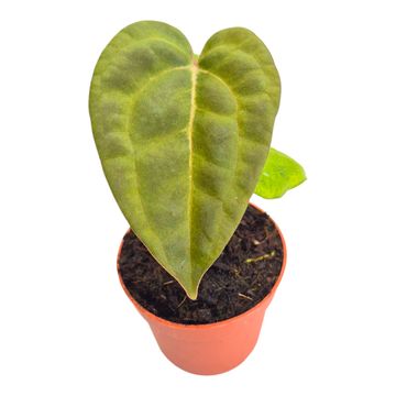 Anthurium Ace of Spades x Papillilaminum