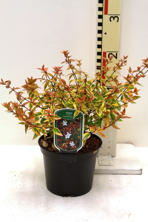 Abelia x grandiflora 'Kaleidoscope'