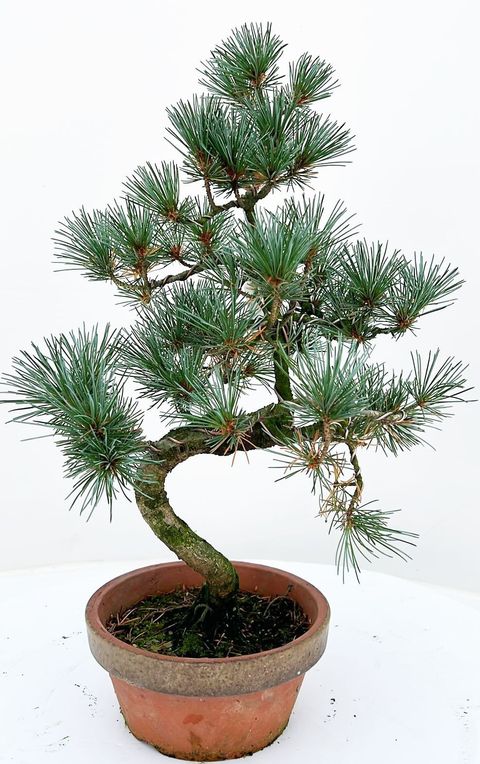 Pinus parviflora pentaphylla