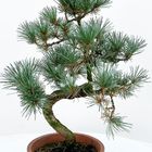 Pinus parviflora pentaphylla