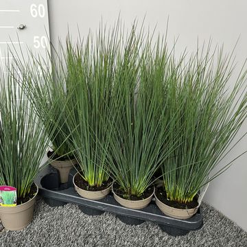 Juncus tenuis 'Blue Dart'