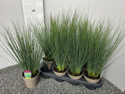 Juncus tenuis 'Blue Dart'