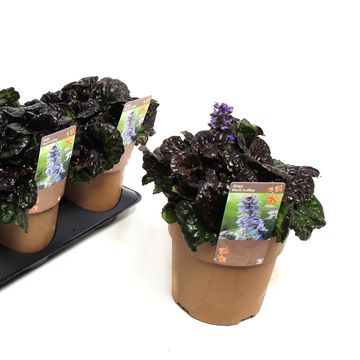 Ajuga reptans BLACK SCALLOP