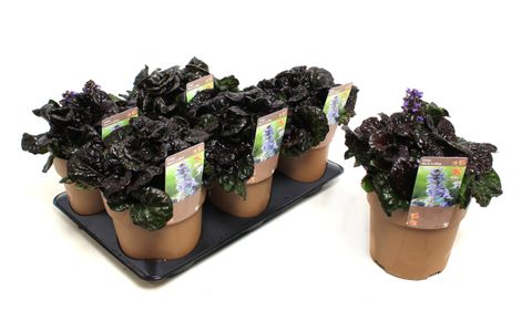 Ajuga reptans BLACK SCALLOP