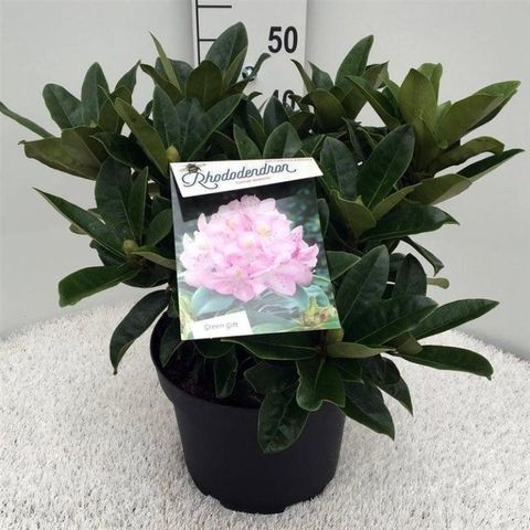 Rhododendron 'Gomer Waterer'