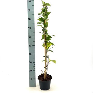 Abeliophyllum distichum