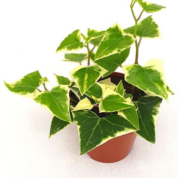 Senecio macroglossus 'Variegatus'