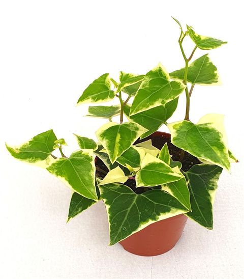 Senecio macroglossus 'Variegatus'