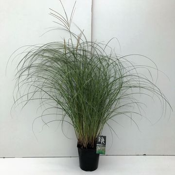 Miscanthus sinensis 'Adagio'