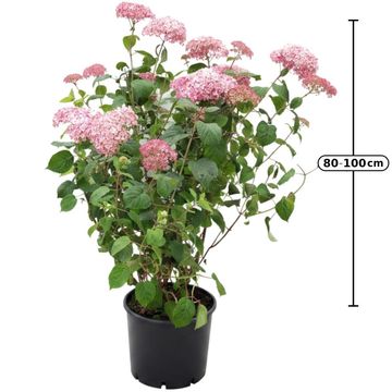 Hydrangea arborescens PINK ANNABELLE