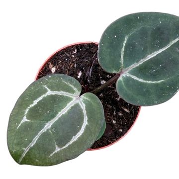 Anthurium Michelle x (Zara x Michelle)