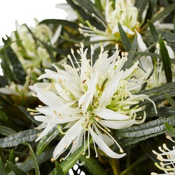 Rhododendron STARSTYLE WHITE (AJ)