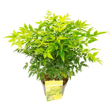 Nandina domestica MAGICAL LEMON & LIME