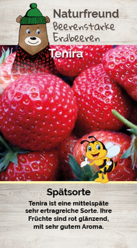 Fragaria x ananassa 'Tenira'