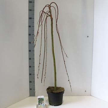 Salix caprea 'Kilmarnock'