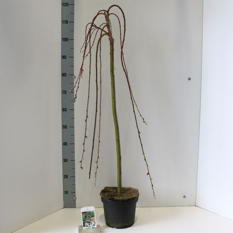 Salix caprea 'Kilmarnock'