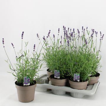 Lavandula angustifolia 'Hidcote'