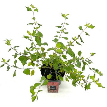 Cornus sanguinea 'Midwinter Fire'