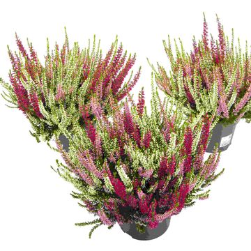 Calluna vulgaris BEAUTY LADIES MIX IN POT