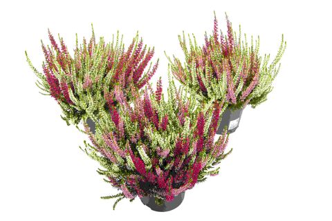 Calluna vulgaris BEAUTY LADIES MIX IN POT