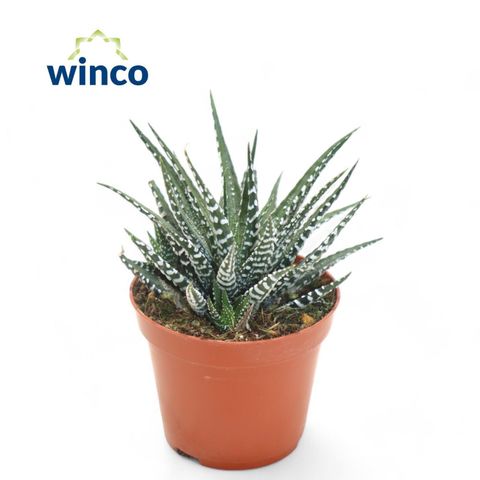 Haworthia fasciata 'Big Band'