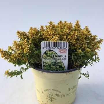 Thymus x citriodorus 'Bertram Anderson'