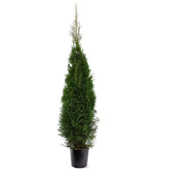 Thuja occidentalis 'Smaragd'
