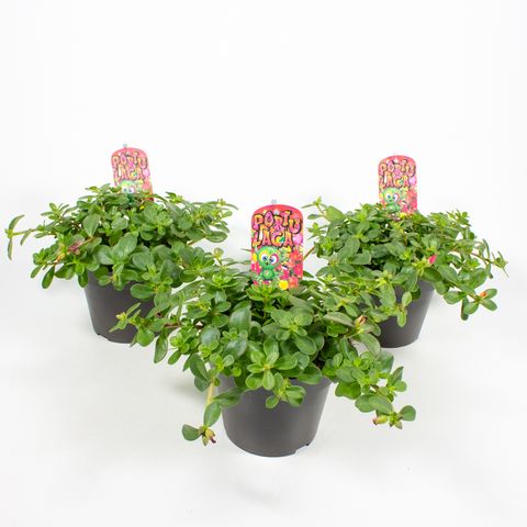 Portulaca grandiflora MIX