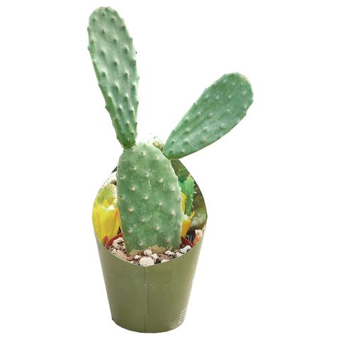 Opuntia ficus-indica — Рослини оптом FlorAccess