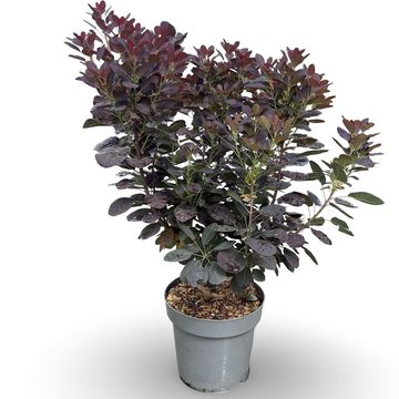 Cotinus coggygria 'Royal Purple'