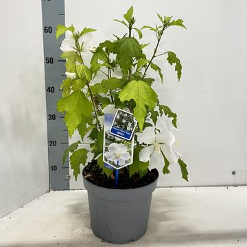 Hibiscus syriacus FLOWER TOWER WHITE